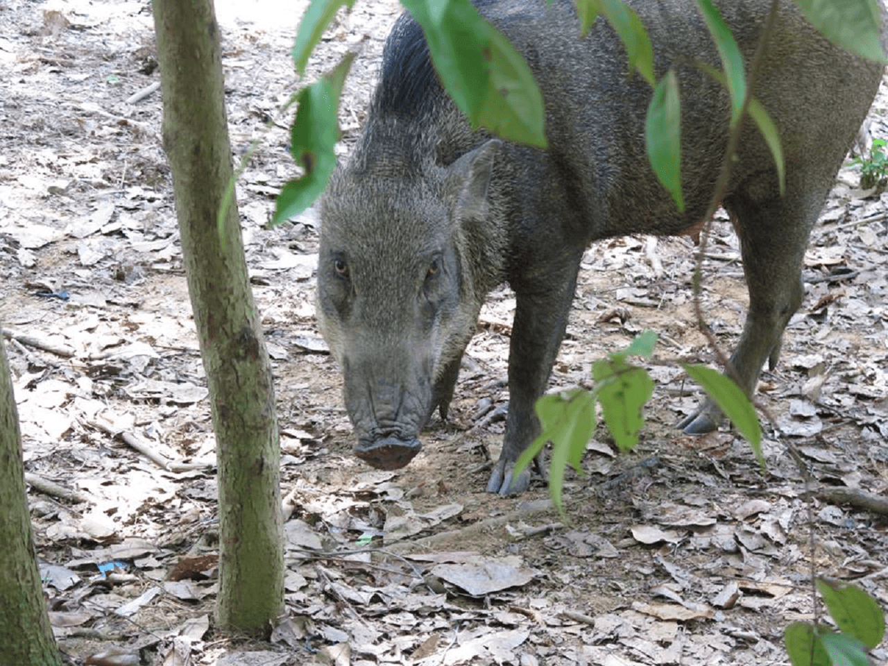 Pulau Ubin Cycling Tour - image 18
