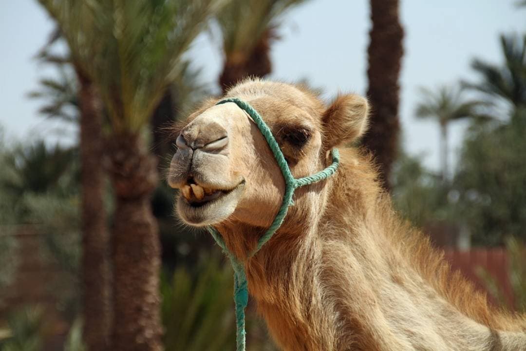 Camel Ride in Marrakech Palm Grove - image 3