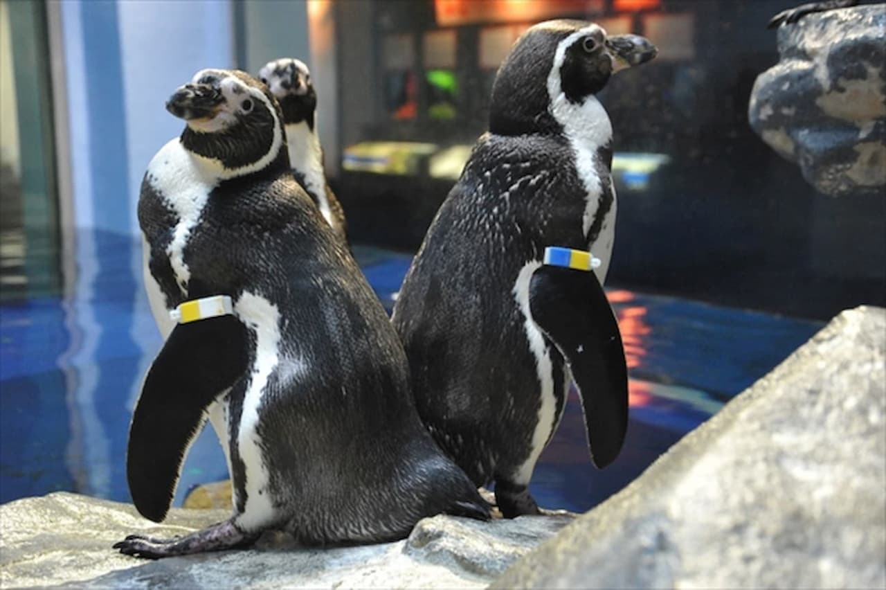 Enoshima Aquarium Ticket - image 4