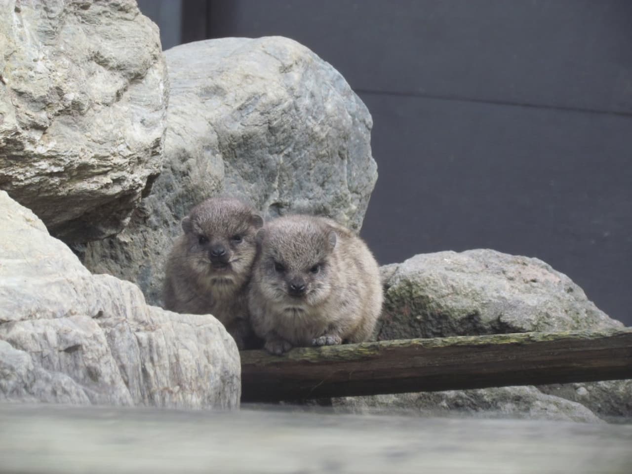 Gunma Safari Park Ticket - image 6