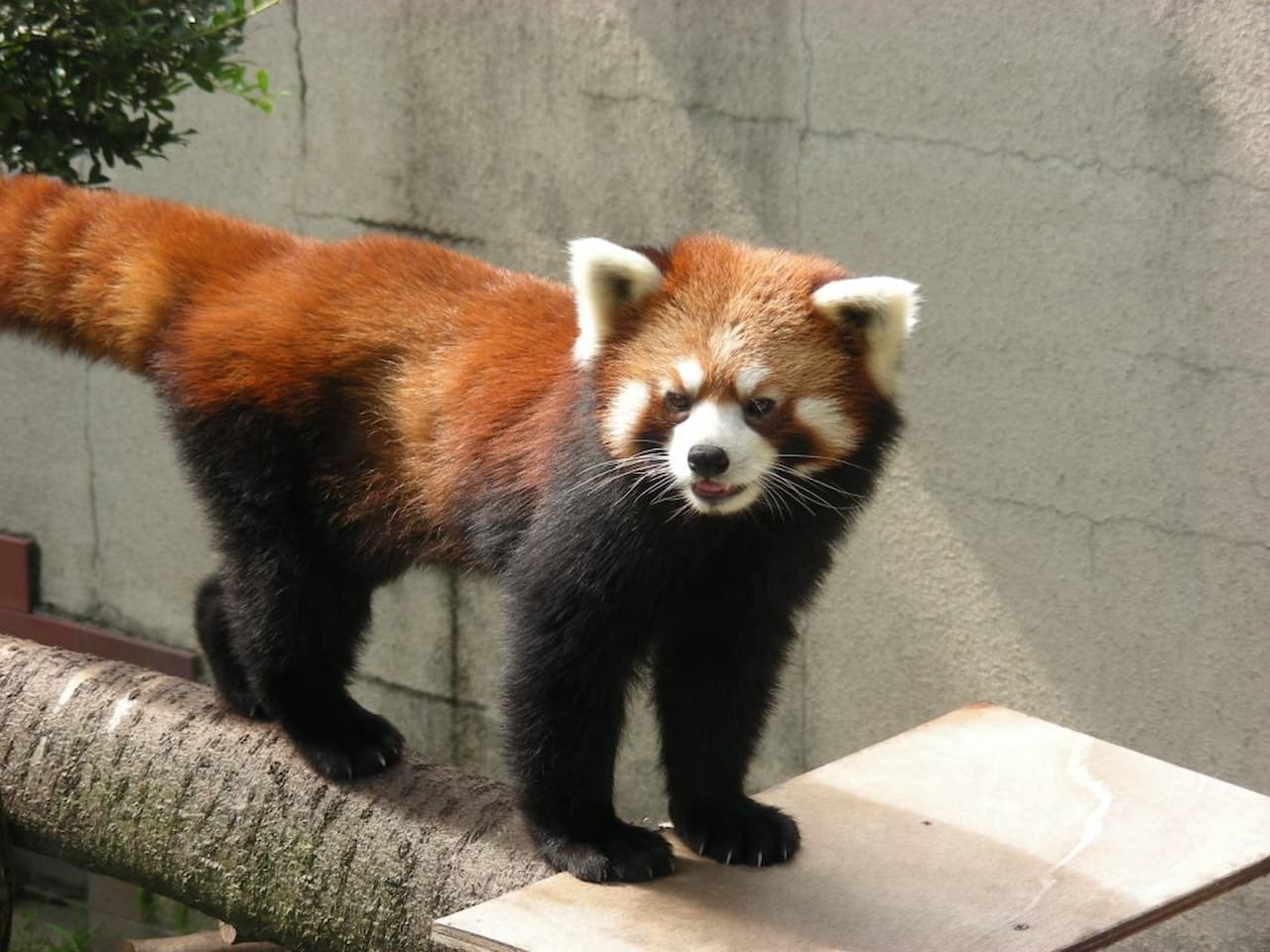 Gunma Safari Park Ticket - image 8