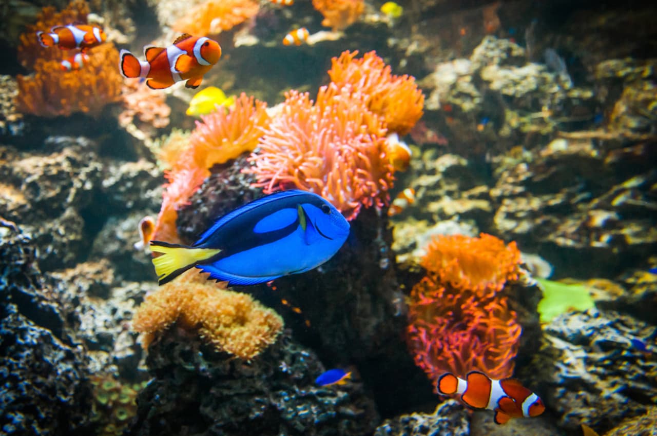 SEA LIFE Munich Aquarium Ticket - image 4