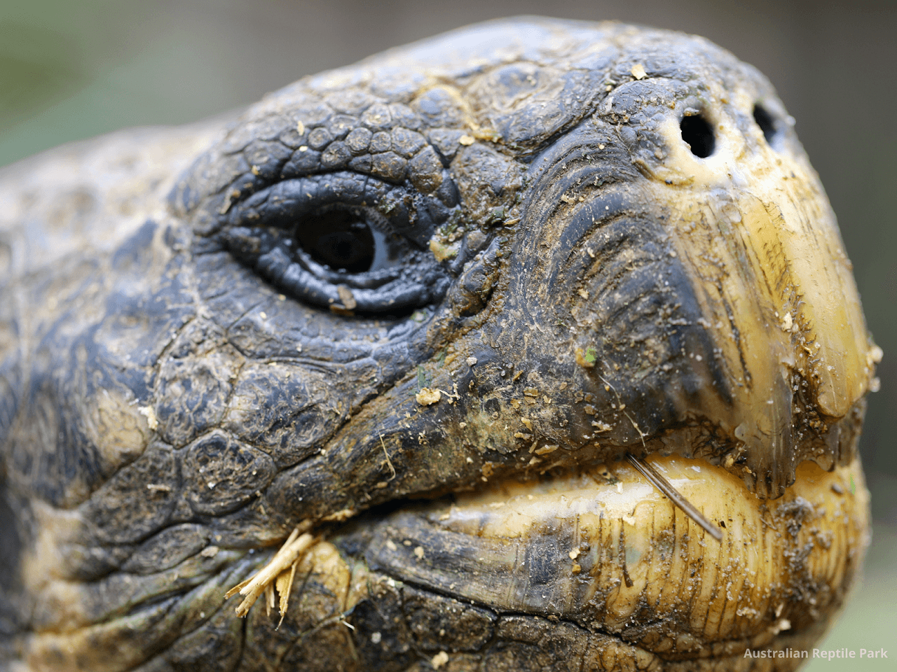Australian Reptile Park - image 9