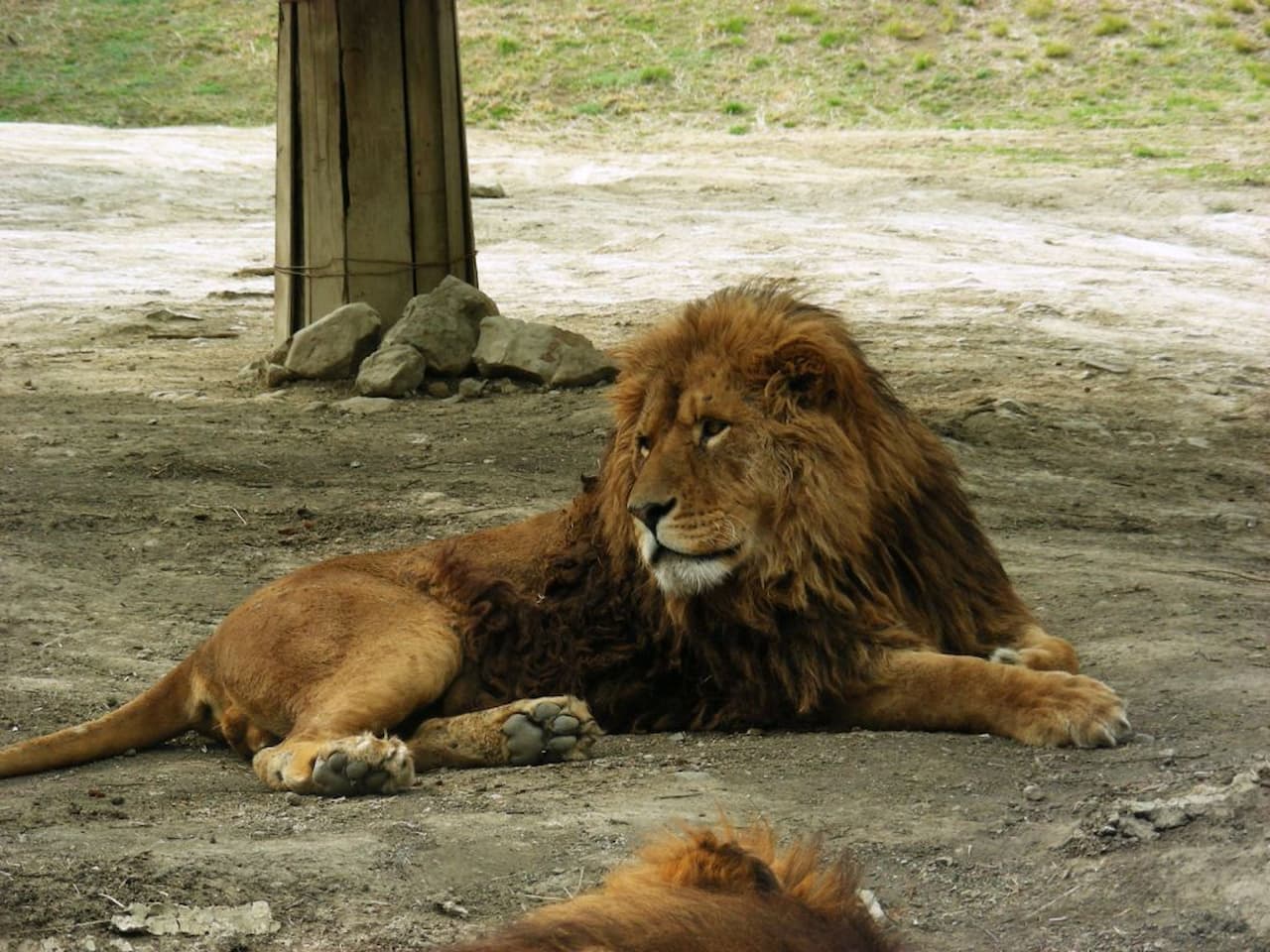Gunma Safari Park Ticket - image 9