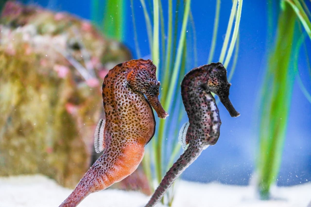 SEA LIFE Konstanz Aquarium Ticket - image 6