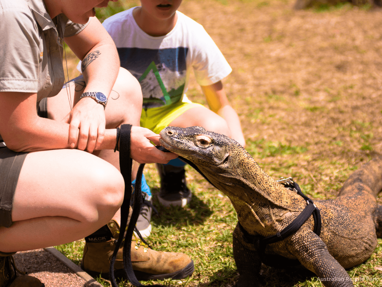 Australian Reptile Park - image 29