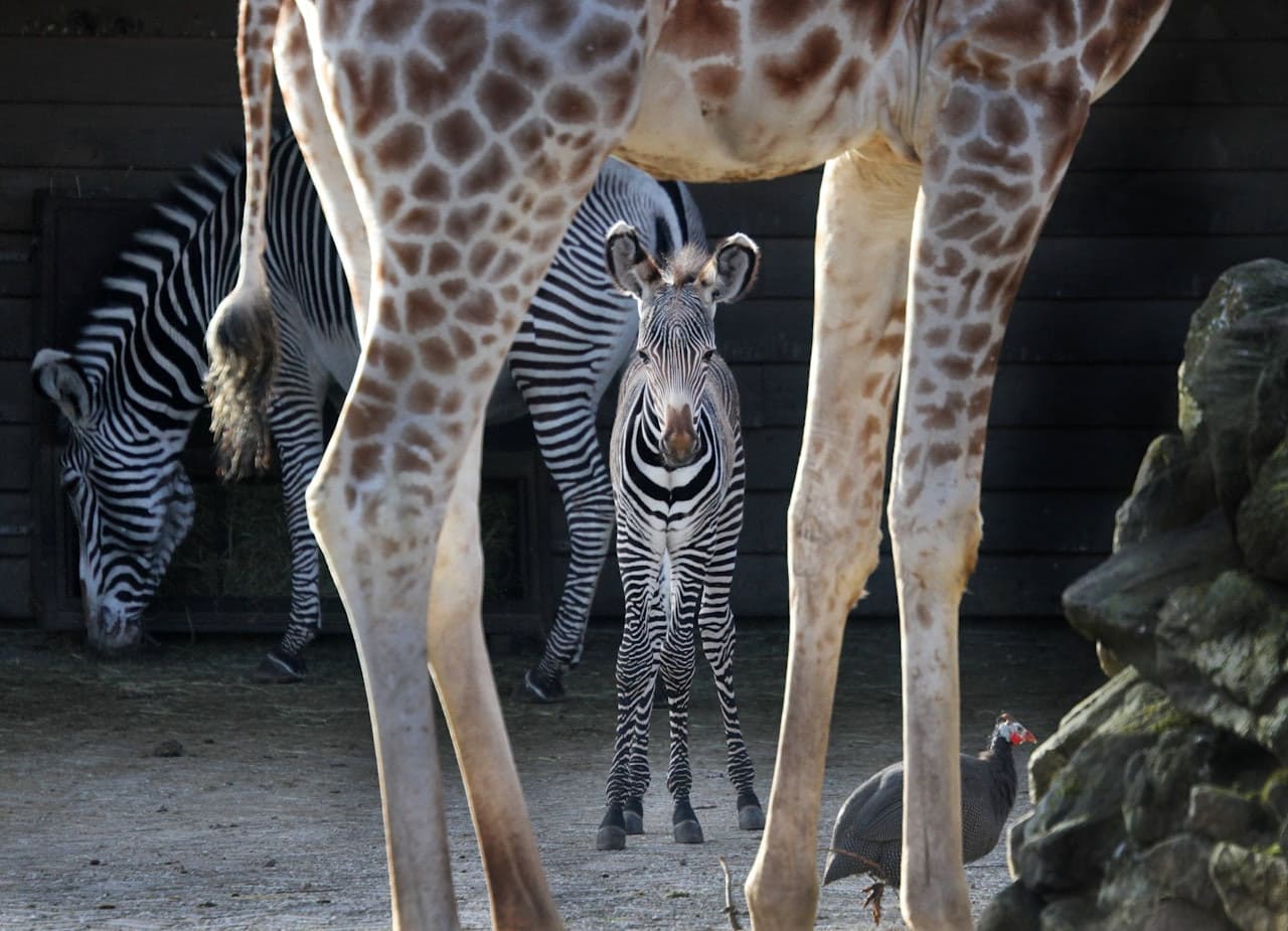ARTIS Royal Zoo - image 3