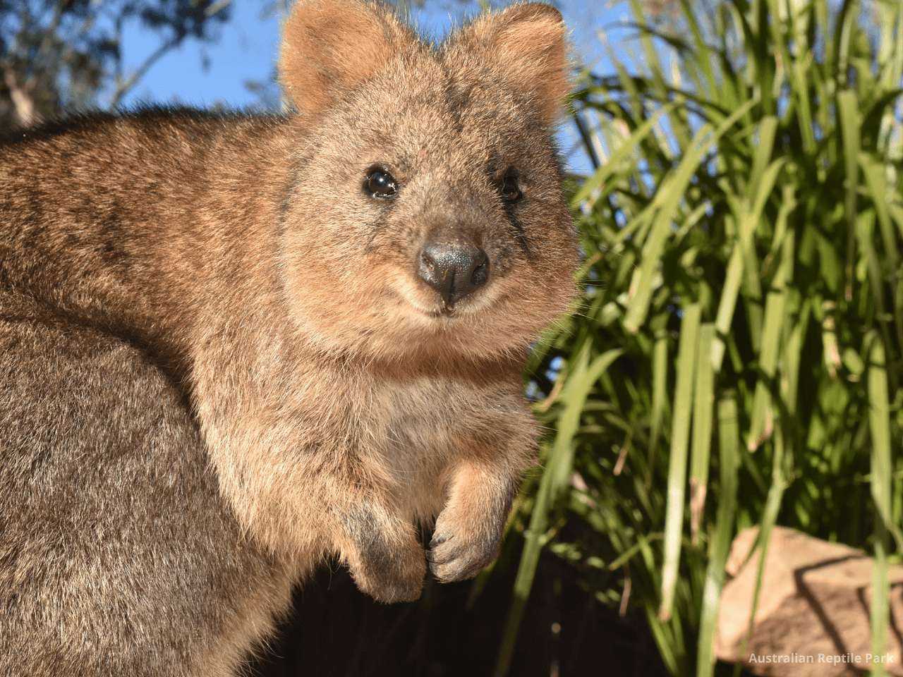 Australian Reptile Park - image 34