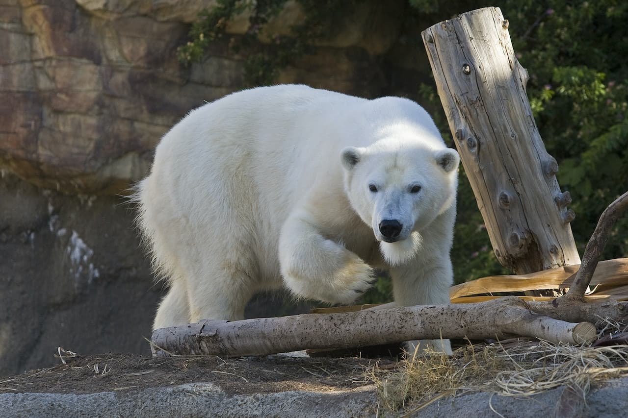 San Diego Zoo - image 12