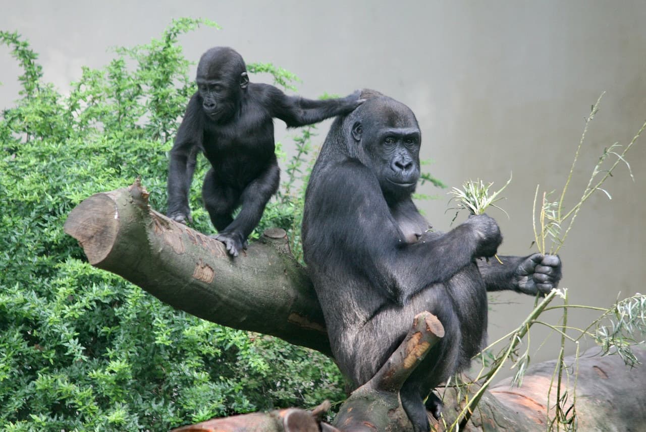 ARTIS Royal Zoo - image 4