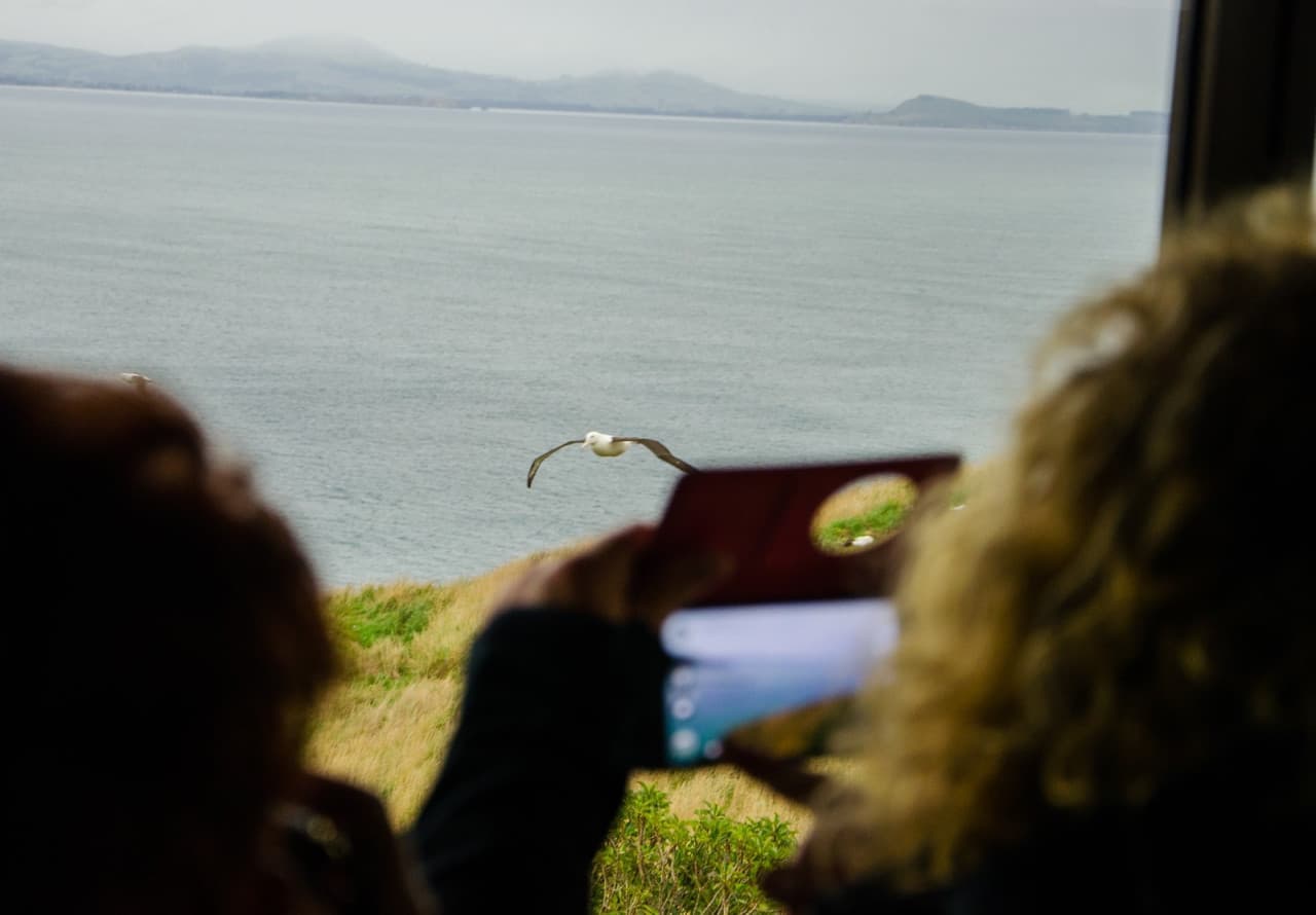 Albatross Classic Guided Tour - image 3