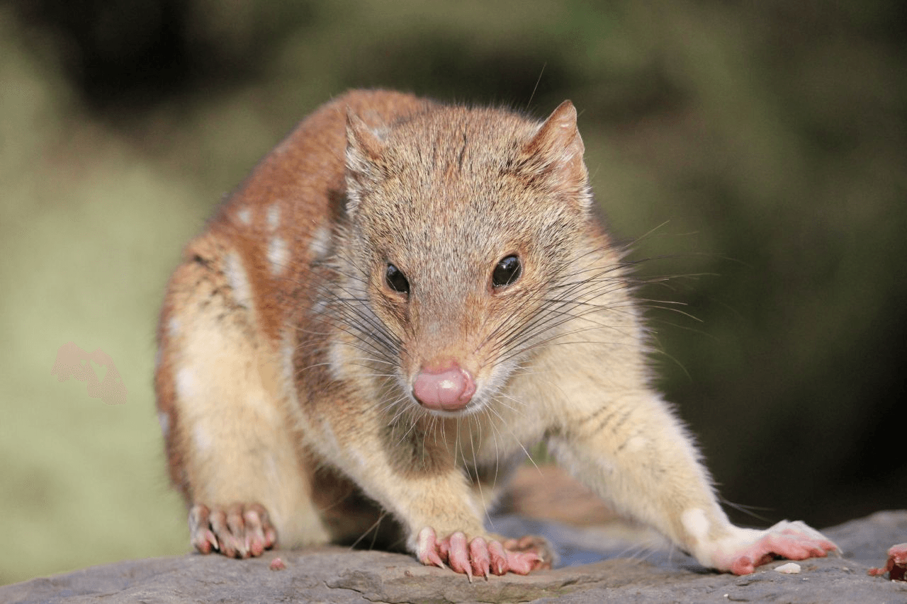 Moonlit Sanctuary Wildlife Conservation Park Ticket - image 12