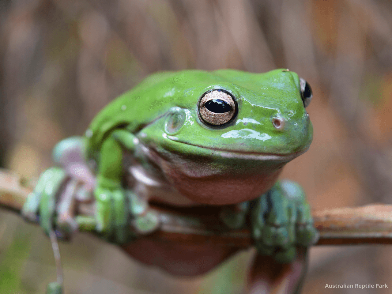 Australian Reptile Park - image 13