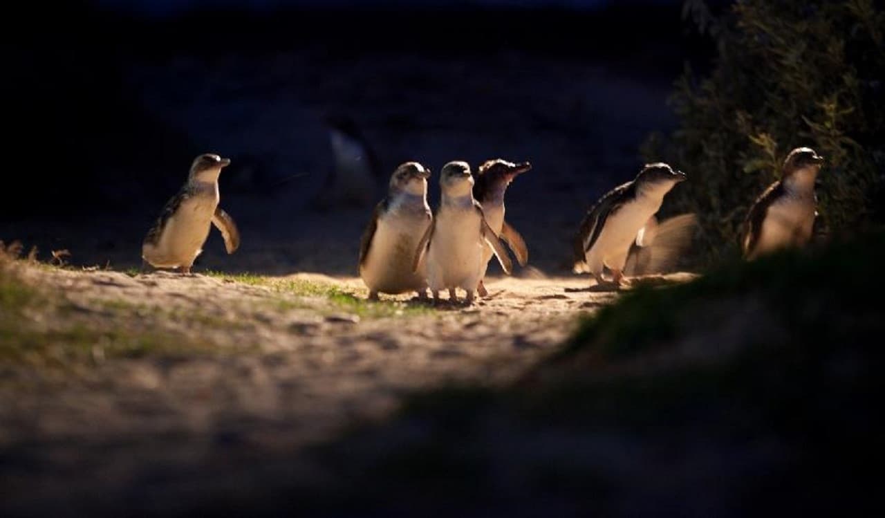 Phillip Island Nature Parks - Three-Park Pass - image 7