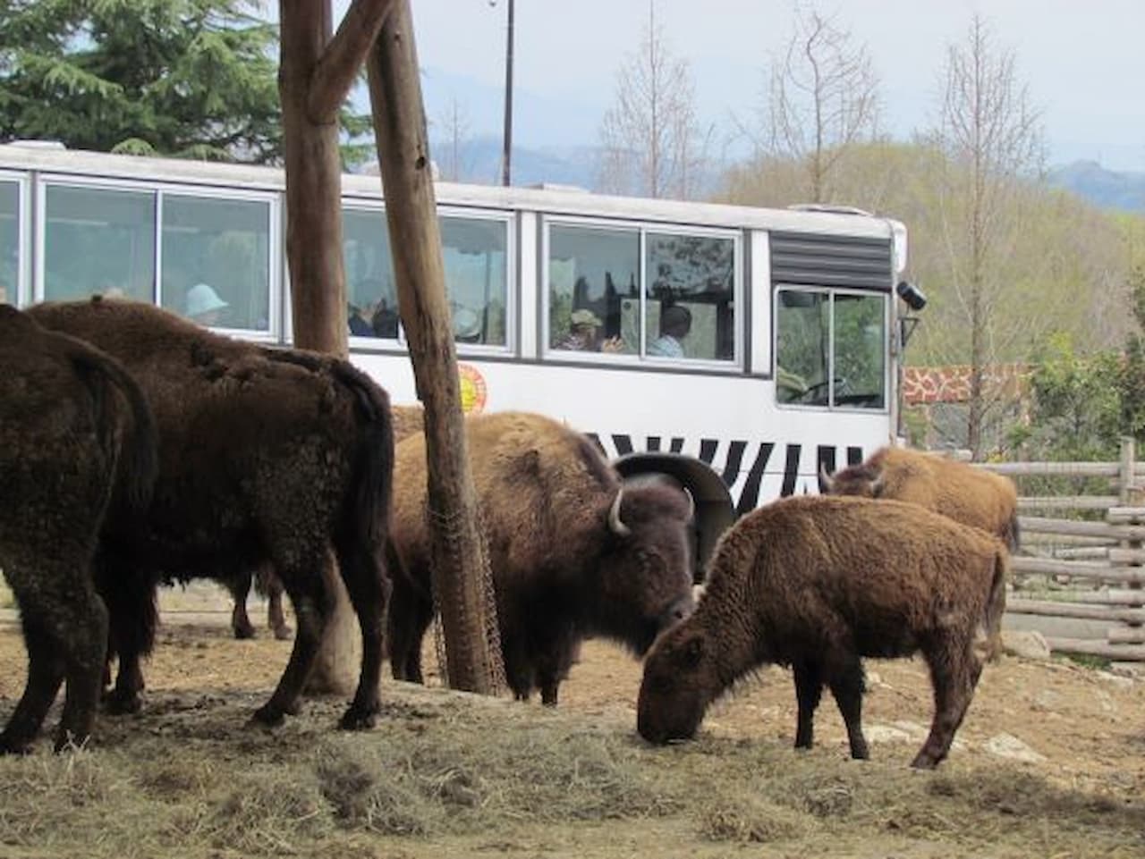 Gunma Safari Park Ticket - image 7