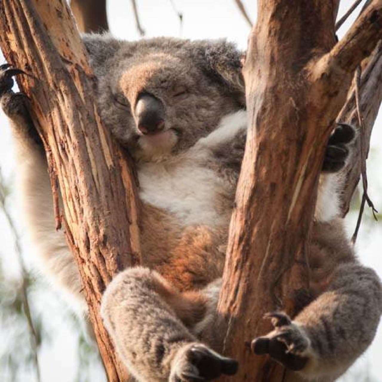 Phillip Island Nature Parks - Three-Park Pass - image 12
