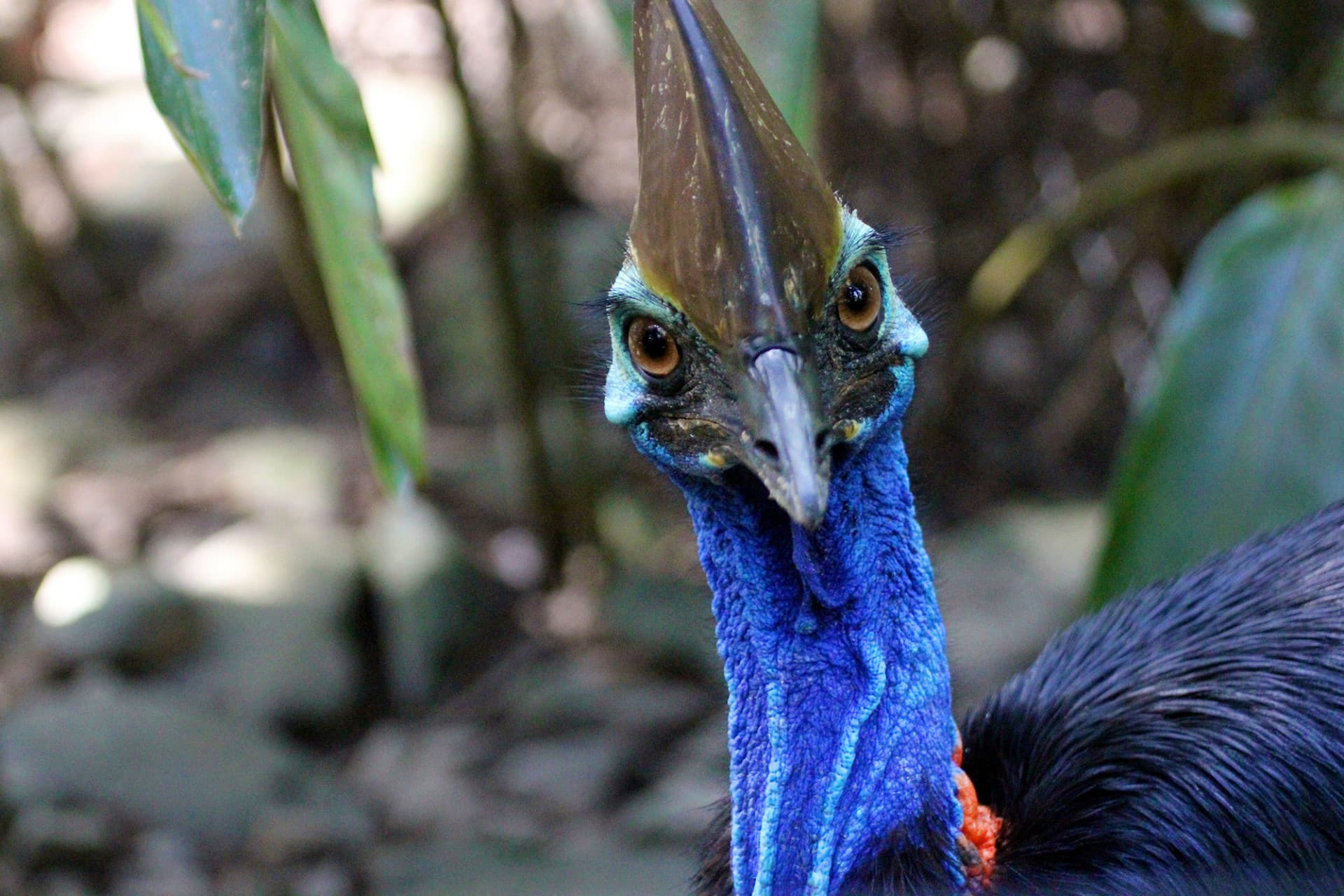 Cape Tribulation and Daintree Wilderness Full-Day Tour - image 6