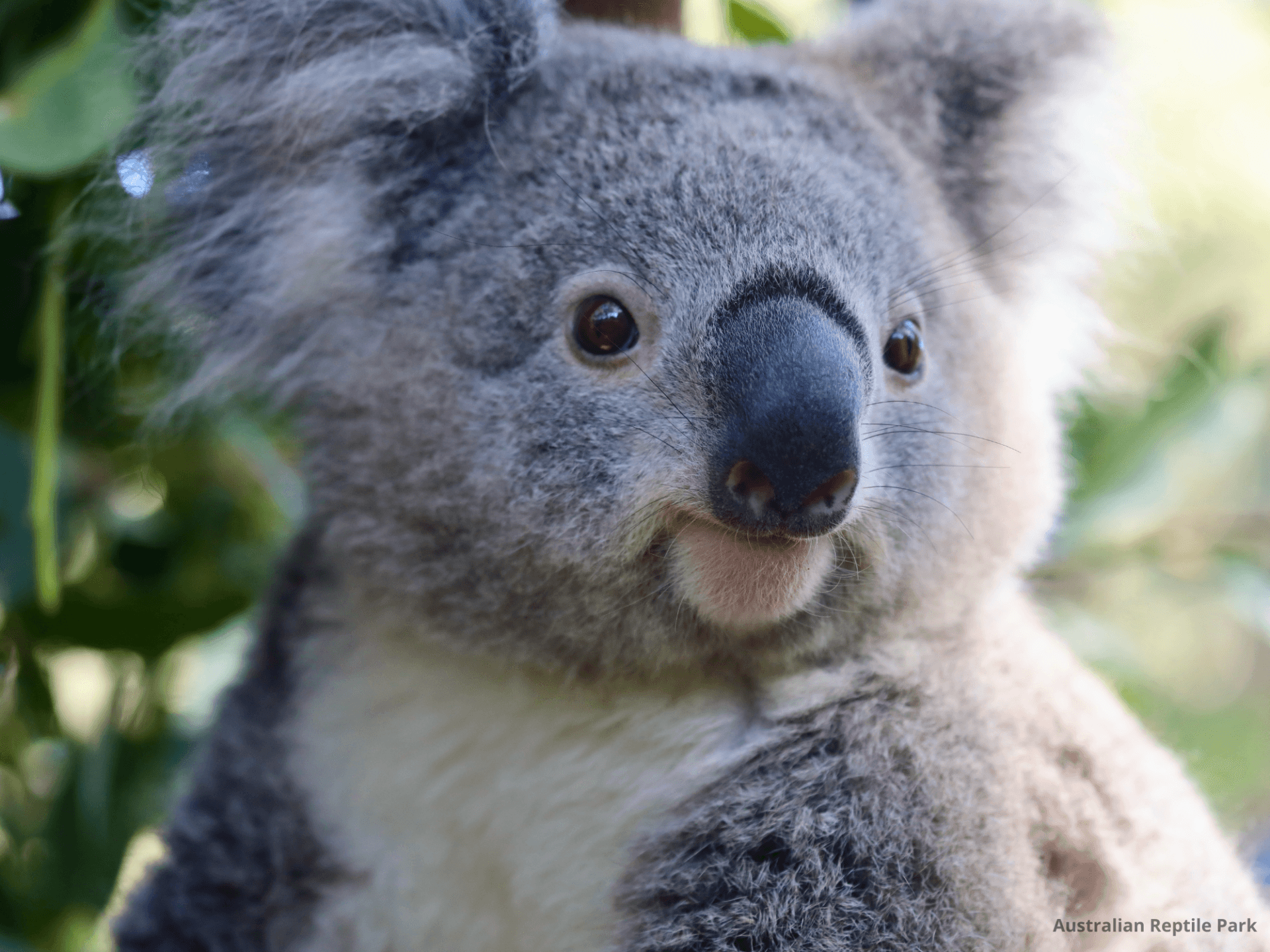 Australian Reptile Park - image 18