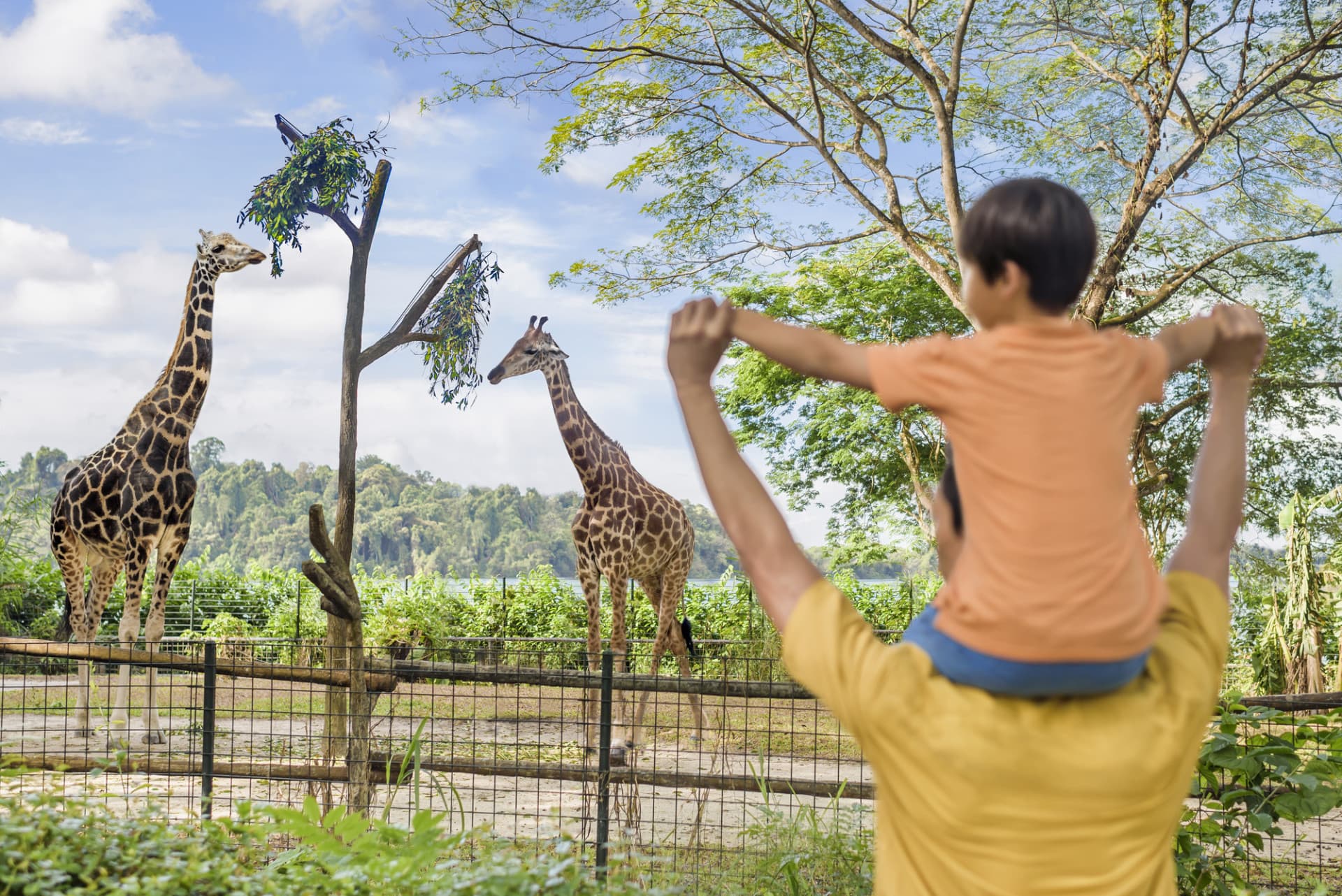 COMBO: Singapore Zoo + Breakfast in the Wild - image 4