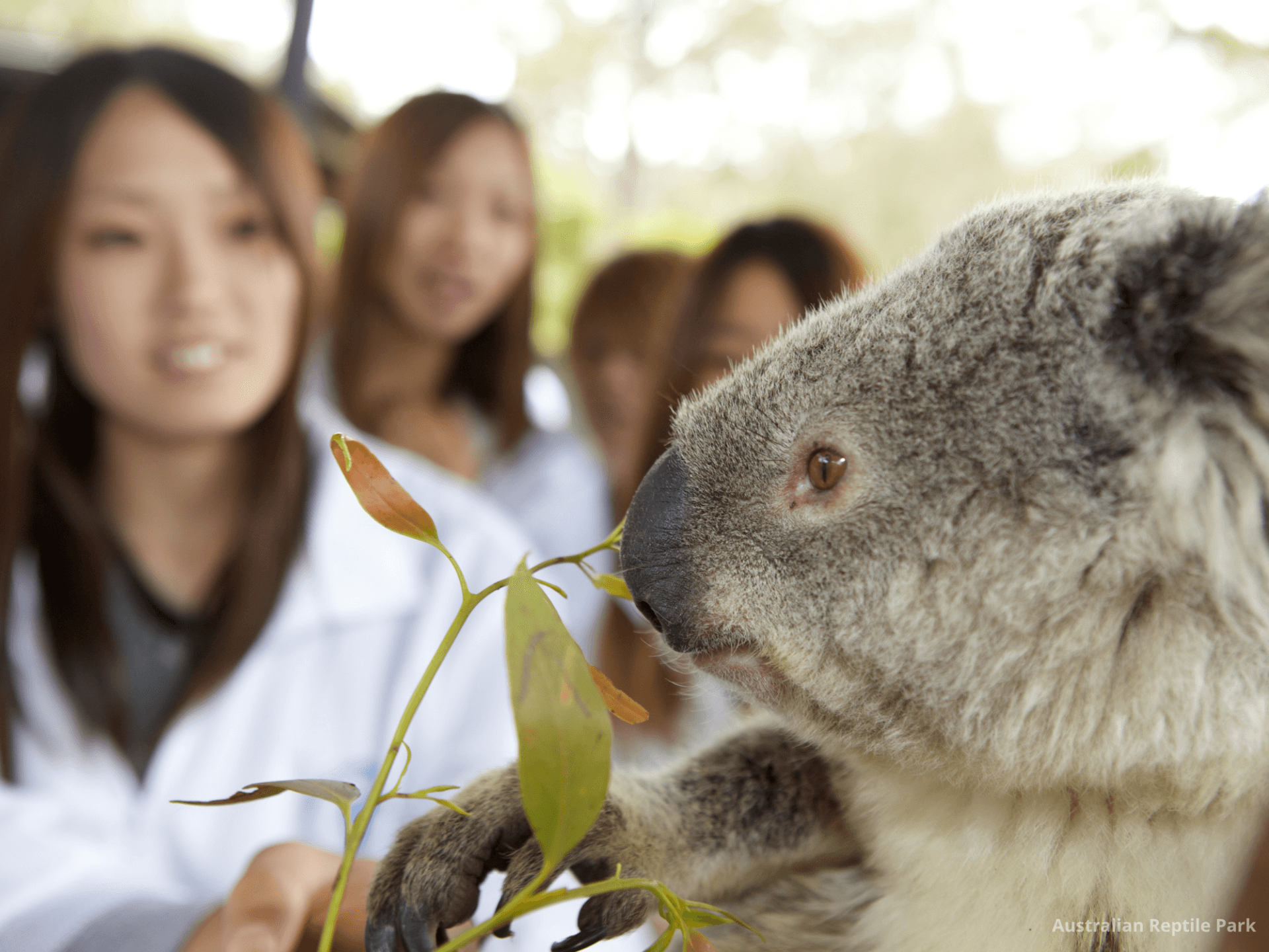 Australian Reptile Park - image 27