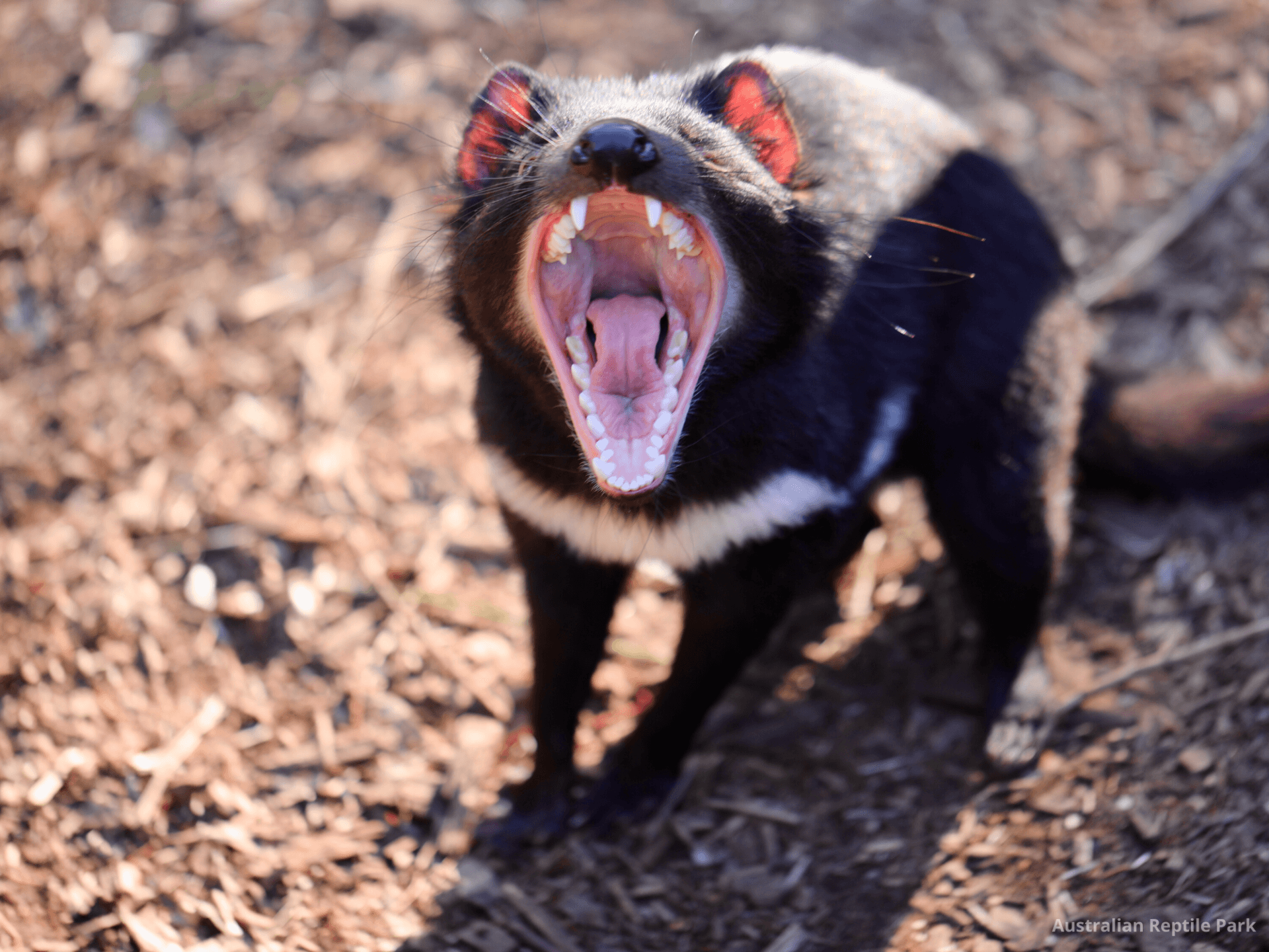 Australian Reptile Park - image 40