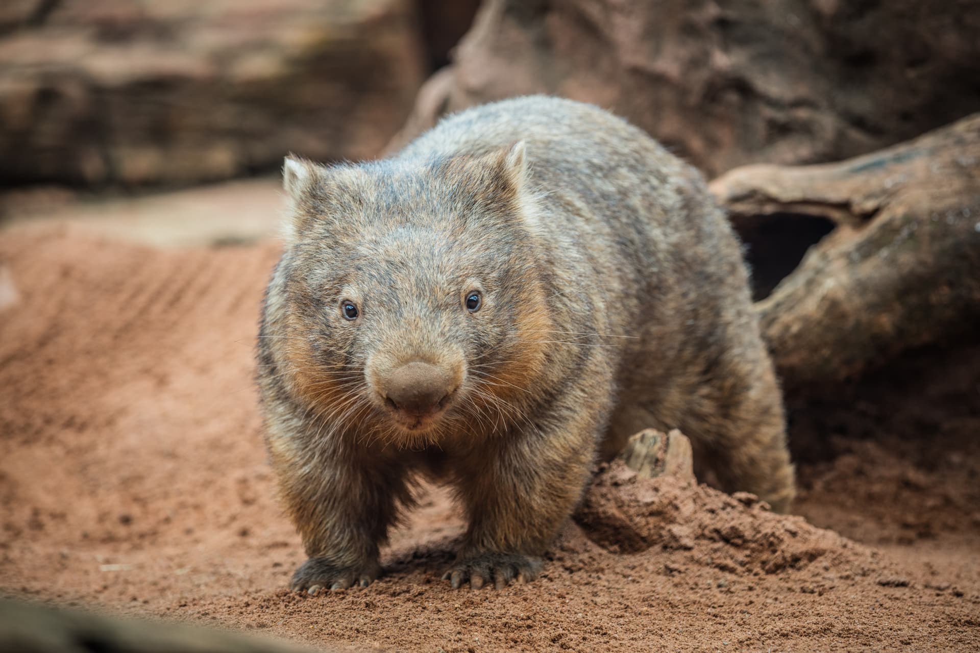 WILD LIFE Sydney Zoo Direct Entry Ticket - image 9