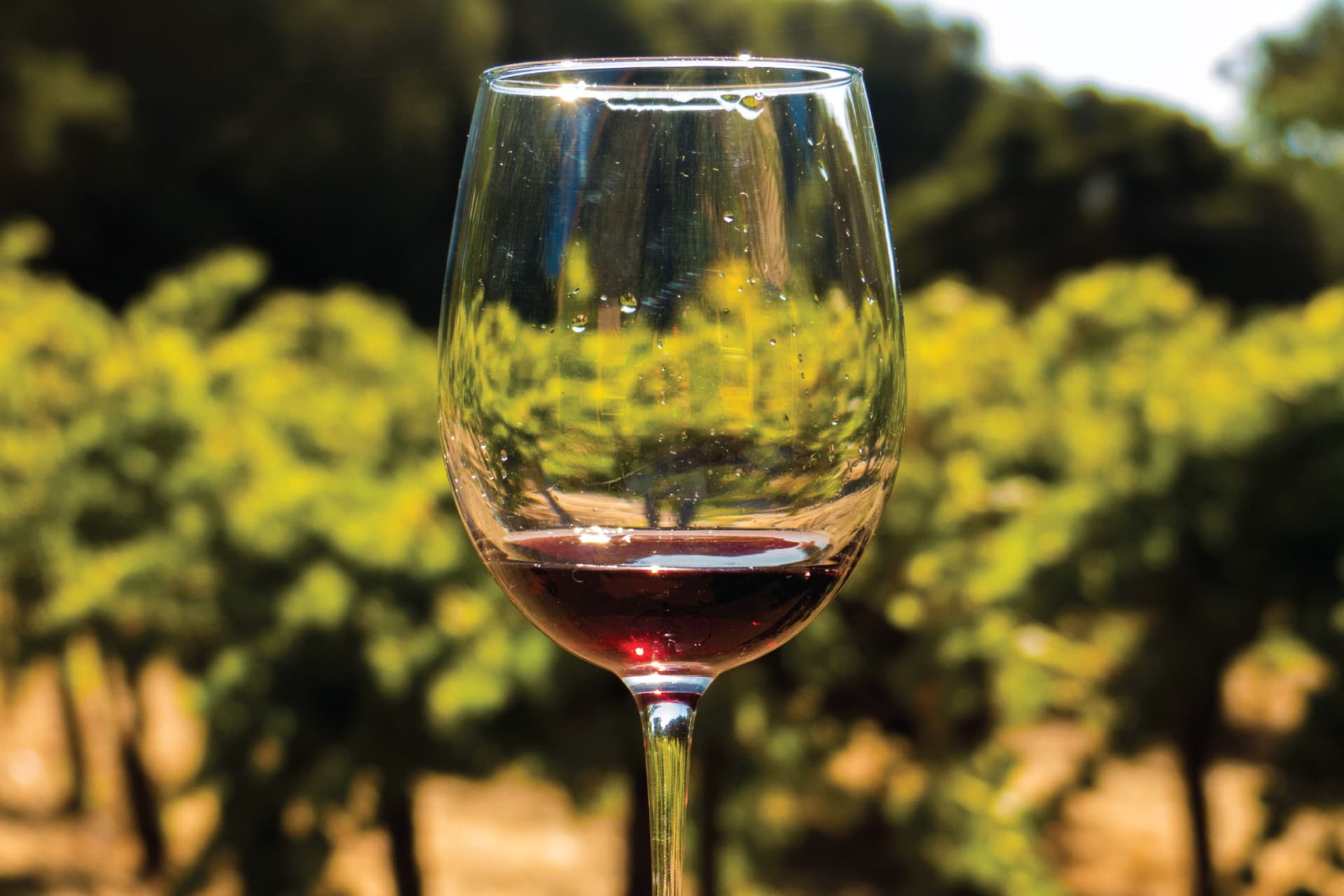 San Francisco Full-Day Wine Country Tour - image 6