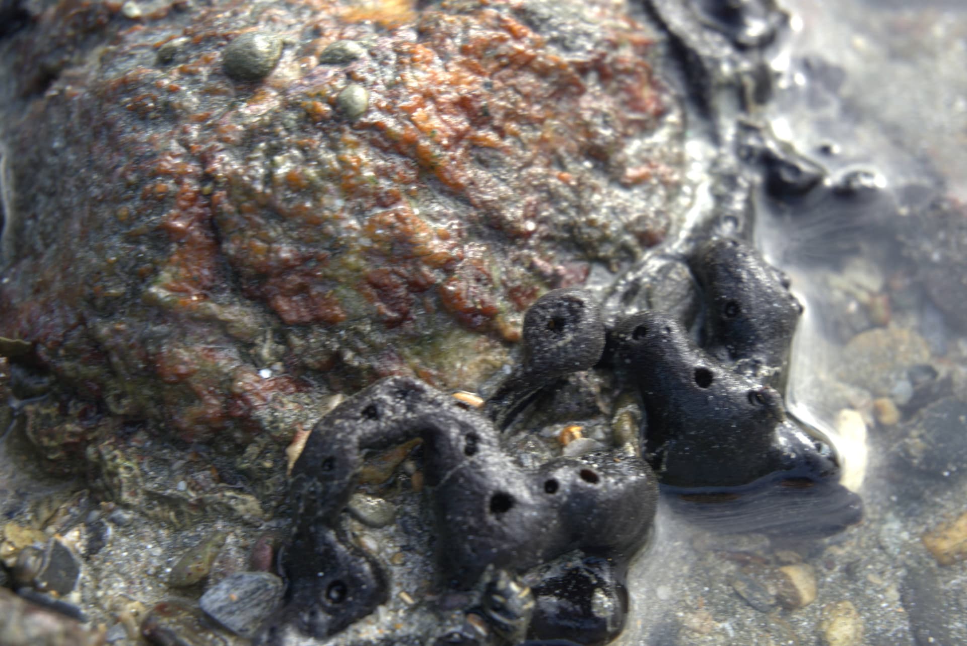 Desaru Beach and Tide Pool Walk - image 26