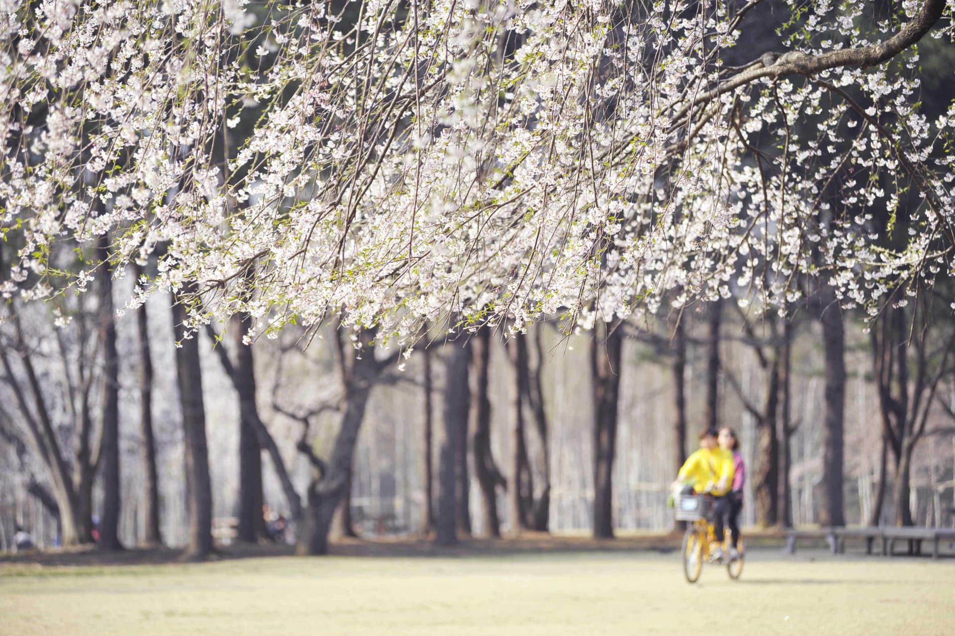 Nami Island Shuttle Bus Transfers from Seoul - image 4