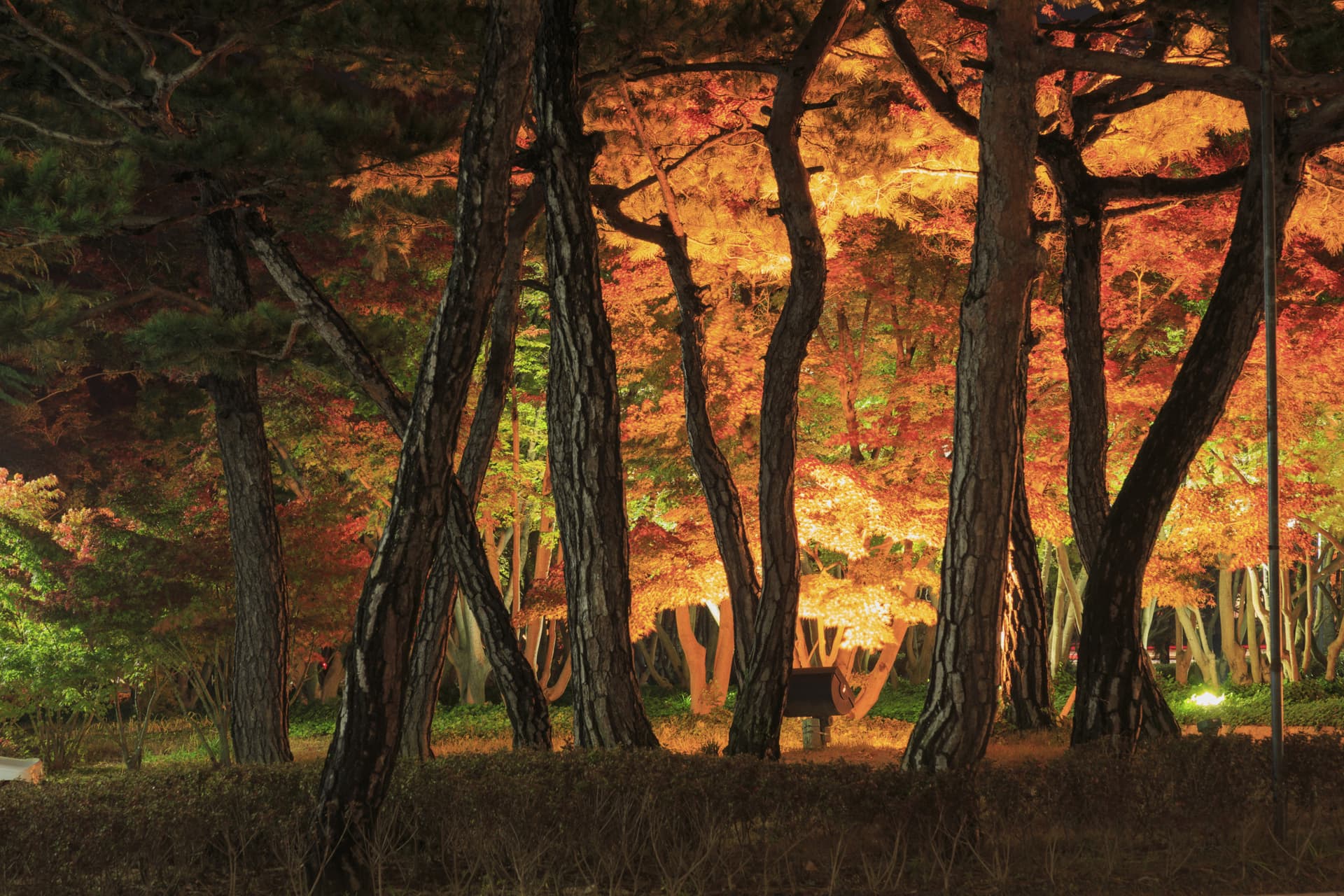 Gyeongju Autumn Foliage One Day Tour from Busan - image 7