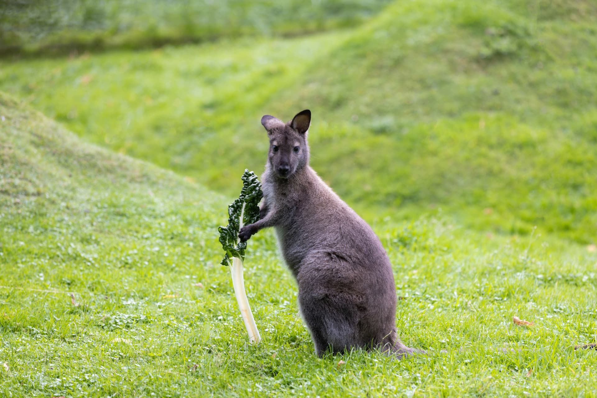 Willowbank Wildlife Reserve Ticket - image 3