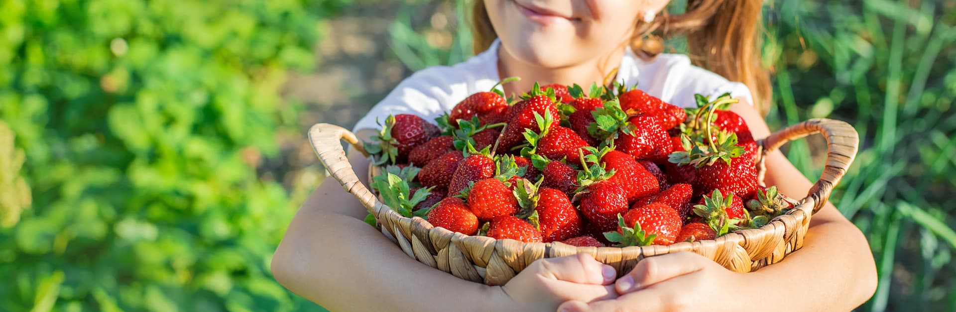 Strawberry Picking, Vivaldi Park, and Eobi Ice Valley Full-Day Tour from Seoul - image 4