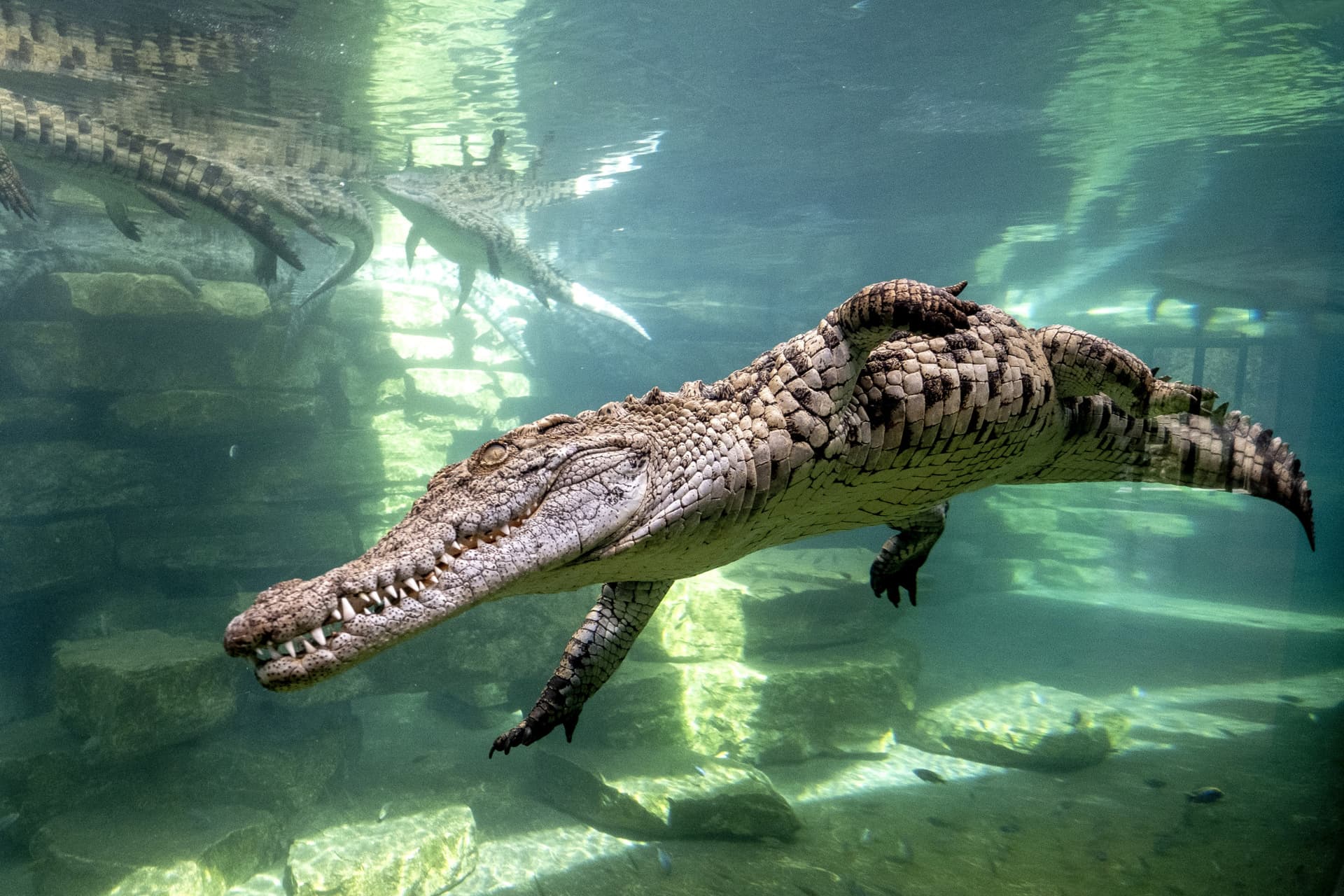 Dubai Crocodile Park - image 2
