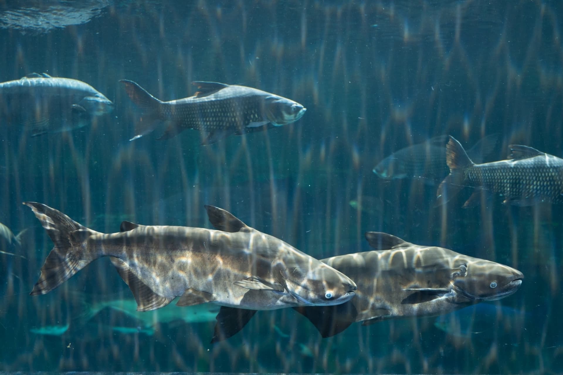 Aquaria Phuket - image 25