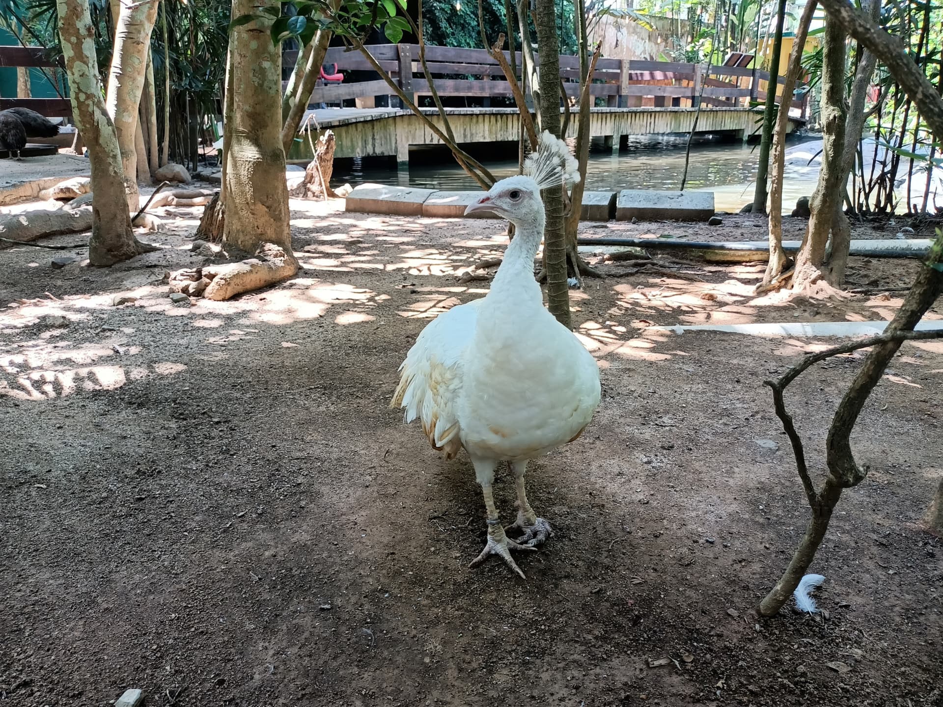 Langkawi Wildlife Park - image 10