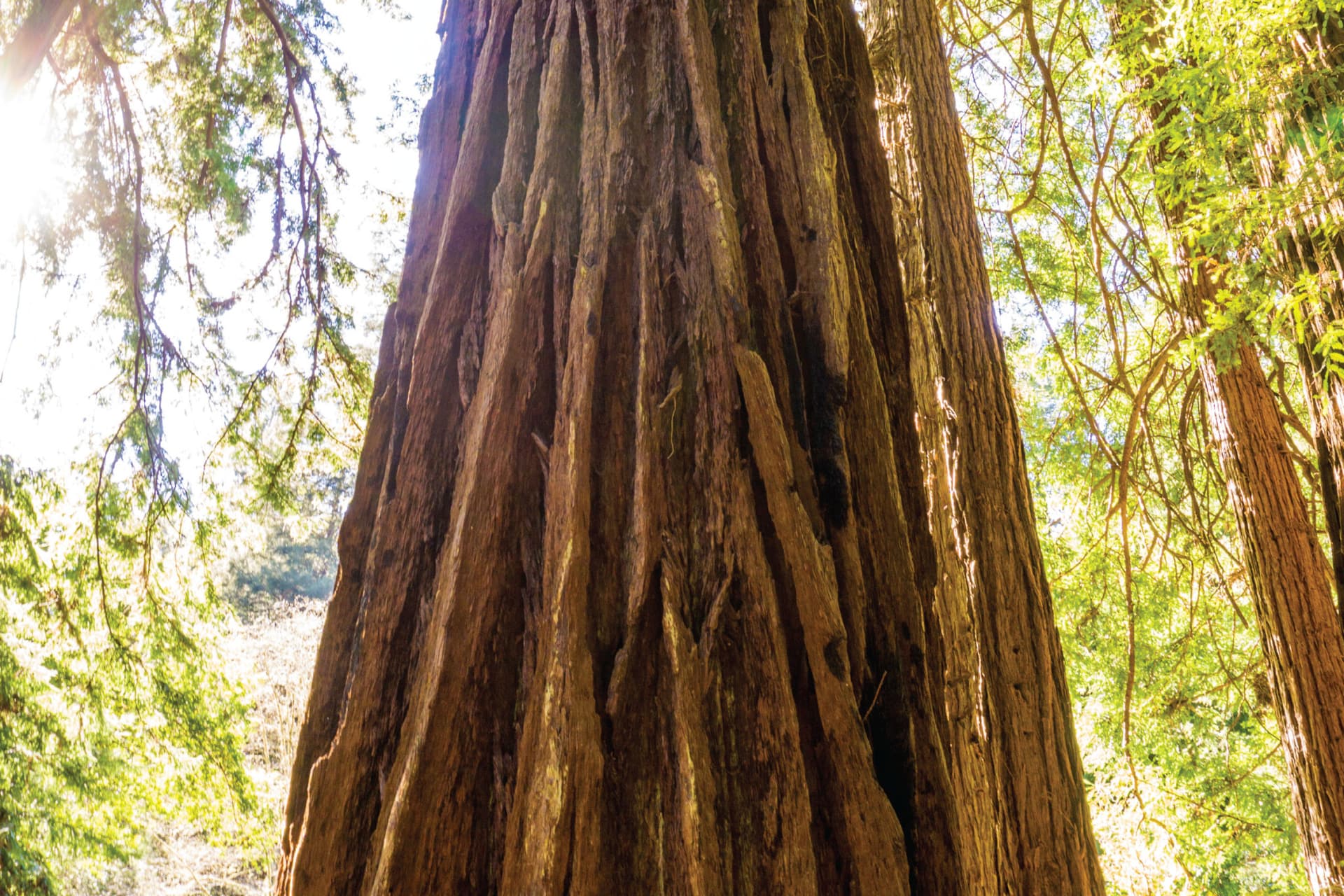 Muir Woods & Sausalito Half-Day Tour - image 6