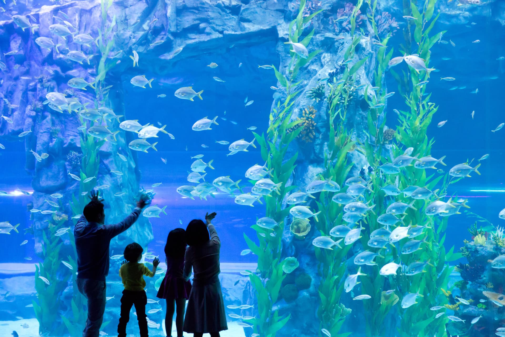 COMBO: Lotte World Adventure Seoul + Lotte World Aquarium + Seoul Sky Observatory Tickets - image 5