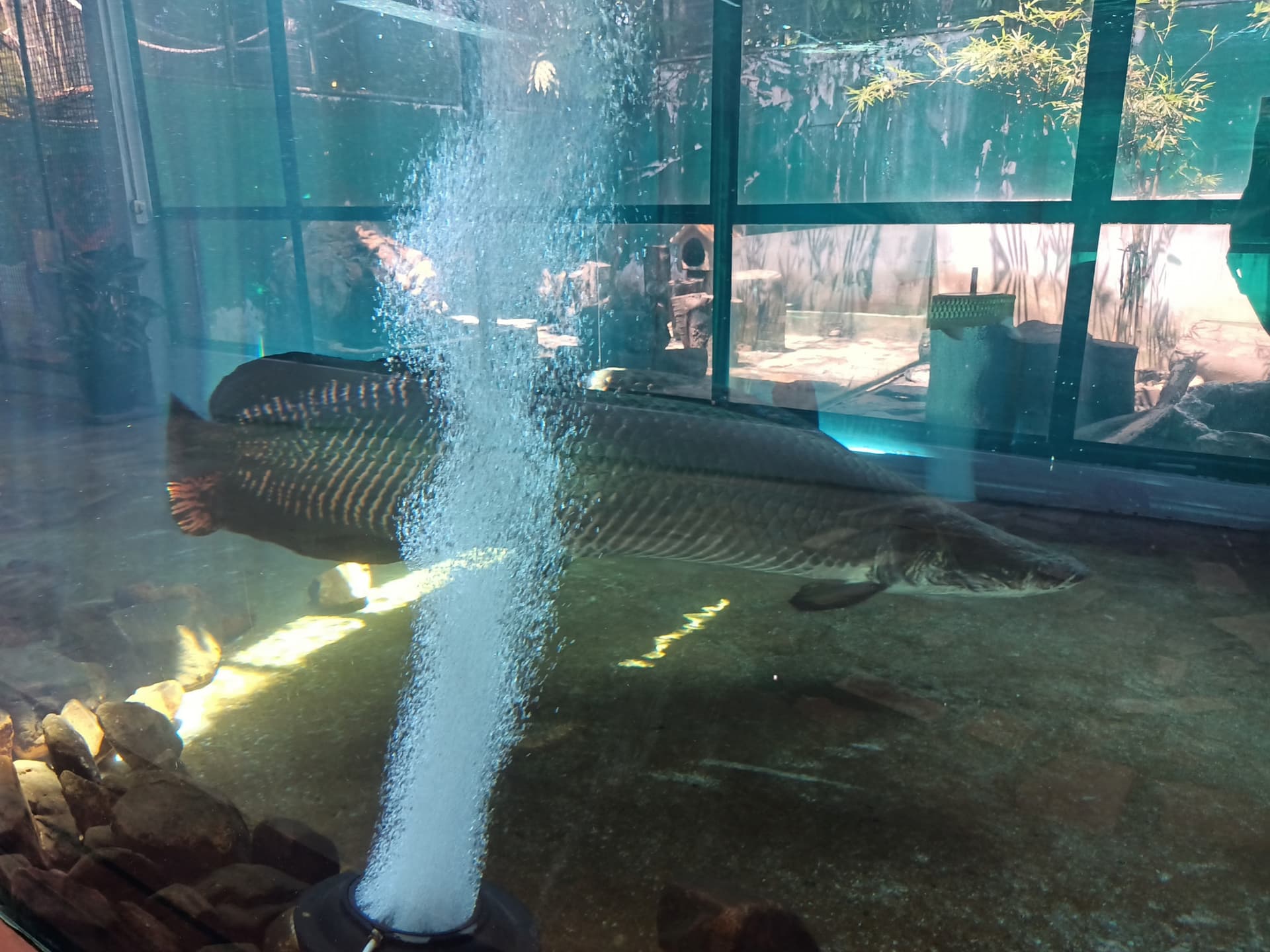 Langkawi Wildlife Park - image 15