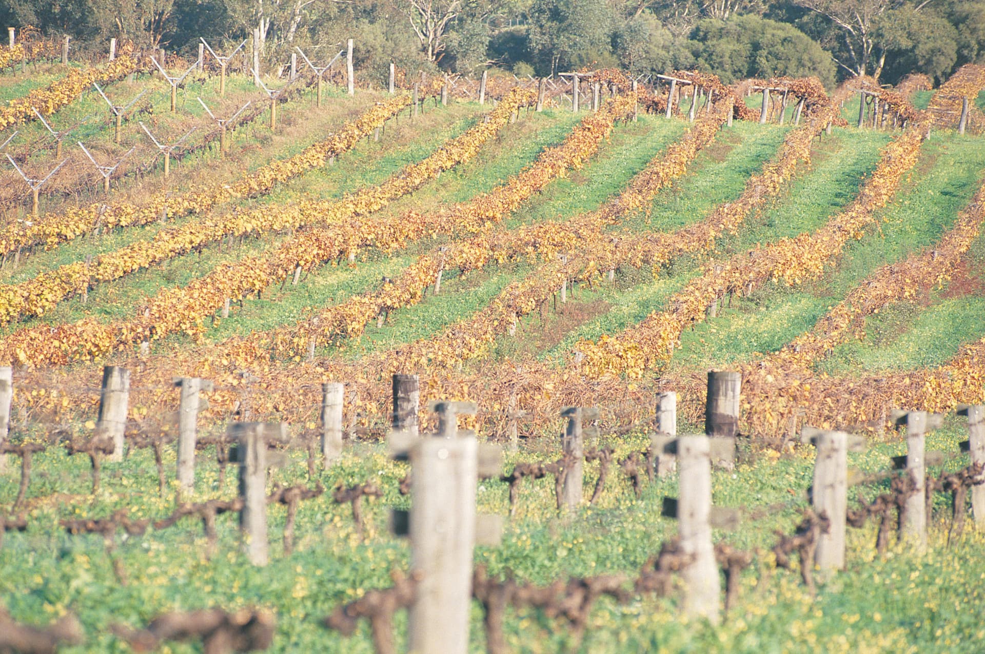 Swan Valley Half-Day Coach Tour with Wine and Chocolate Tasting - image 8