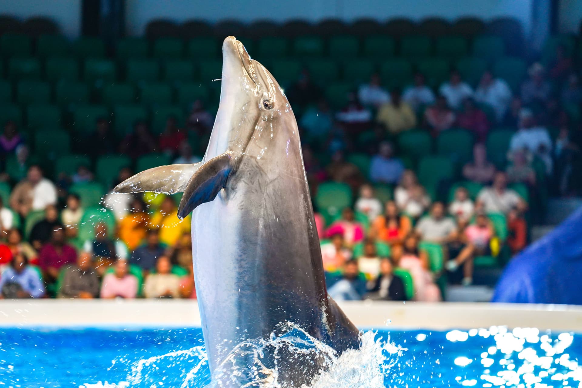 Dubai Dolphinarium Ticket - image 3