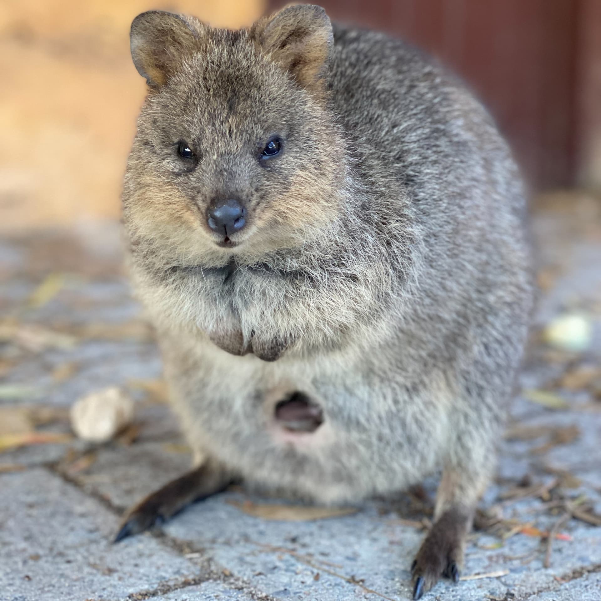 Rottnest Island Bayseeker Bus Tour with Round Trip SeaLink Ferry Transfer - main image