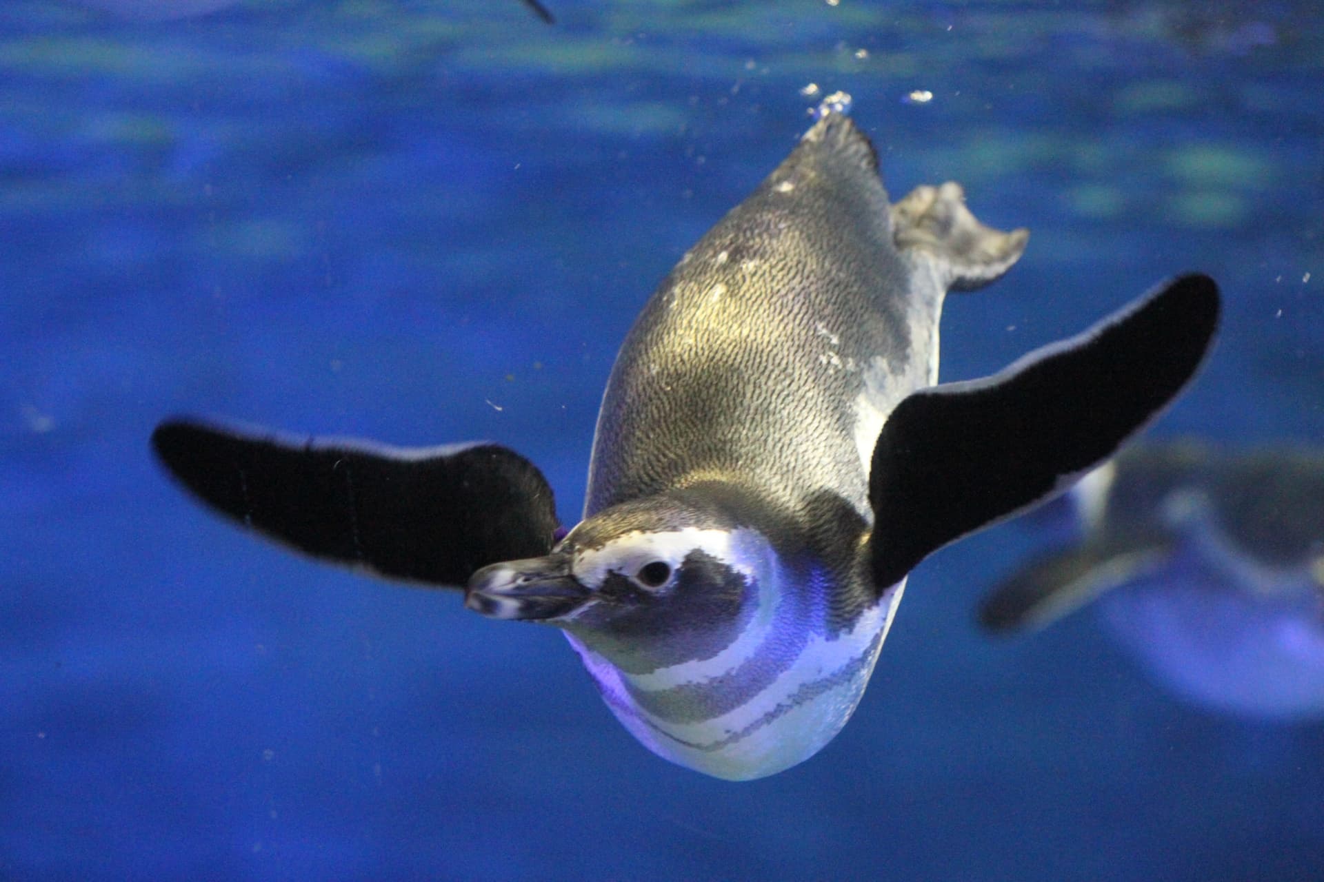 COMBO: Tokyo Skytree + Sumida Aquarium - image 4