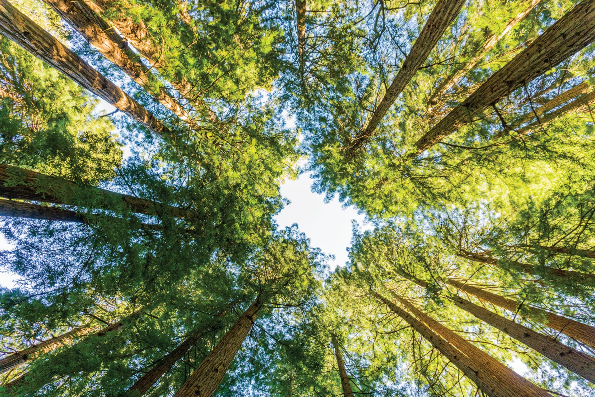 Muir Woods & Sausalito Half-Day Tour - image 4