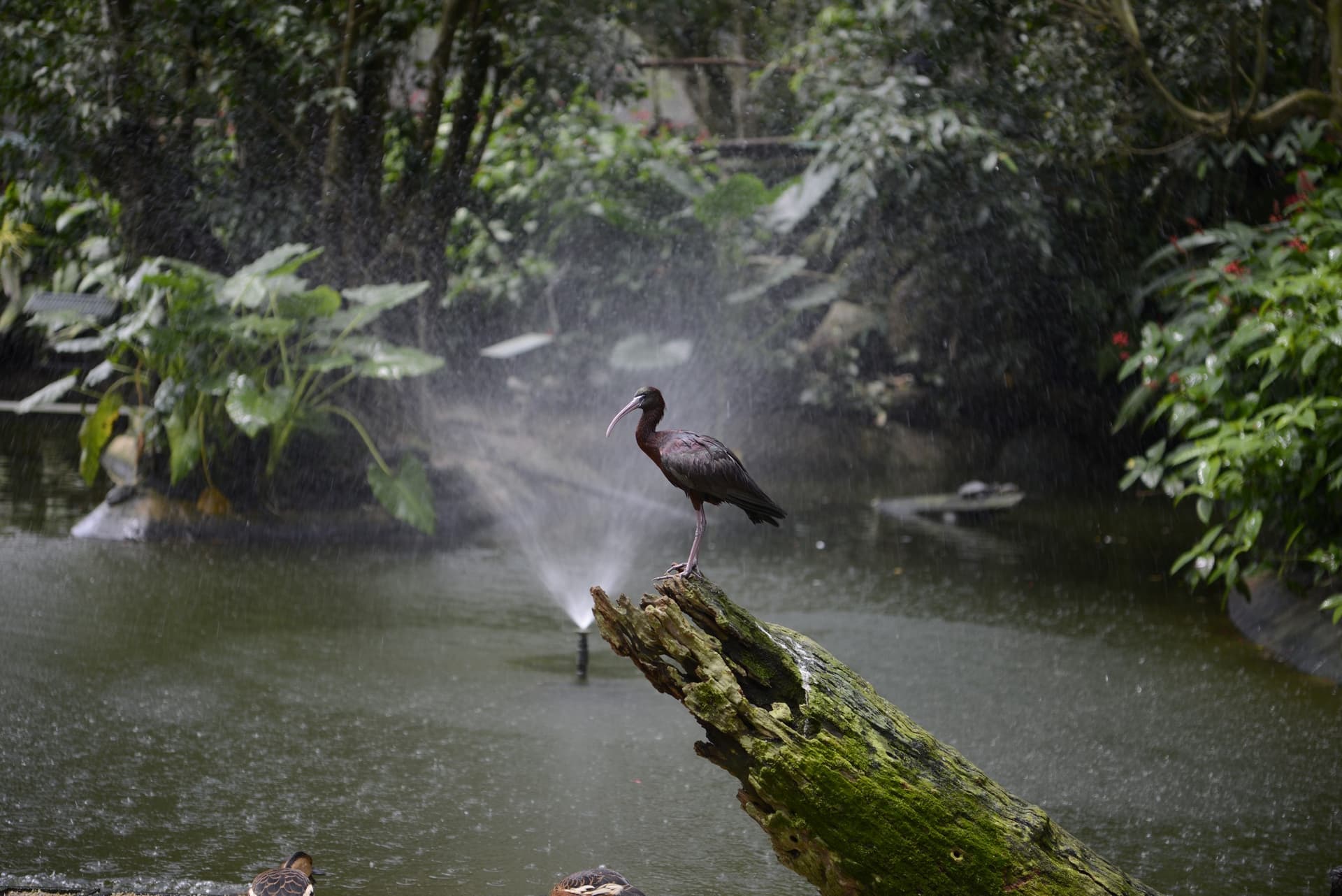 Birdworld Kuranda - image 6