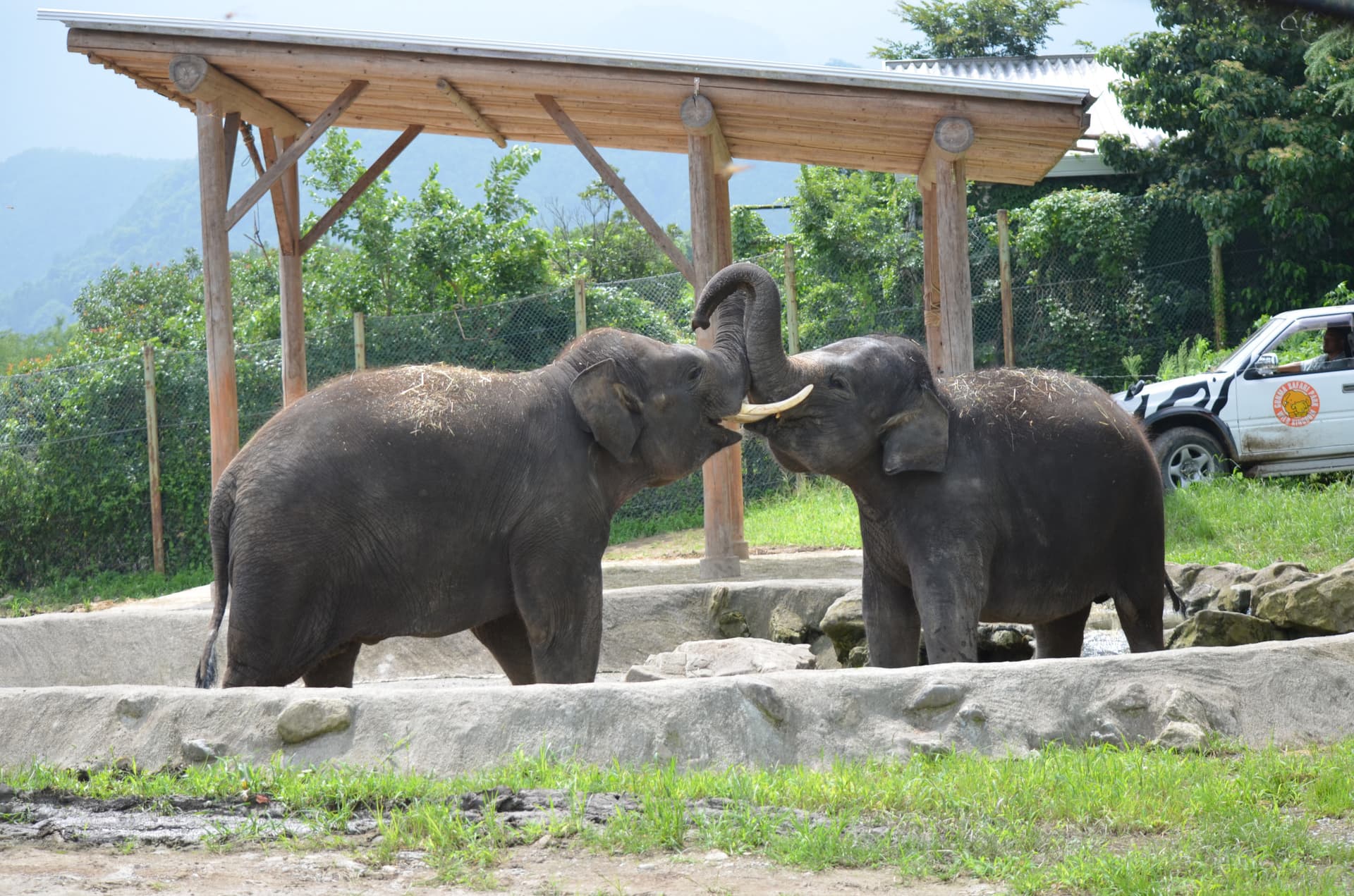 Gunma Safari Park Ticket - image 2