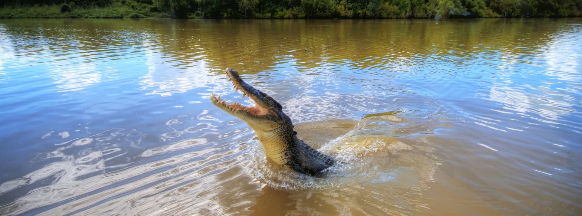 Adelaide River Jumping Crocs Cruise and Wetlands Tour from Darwin - main image