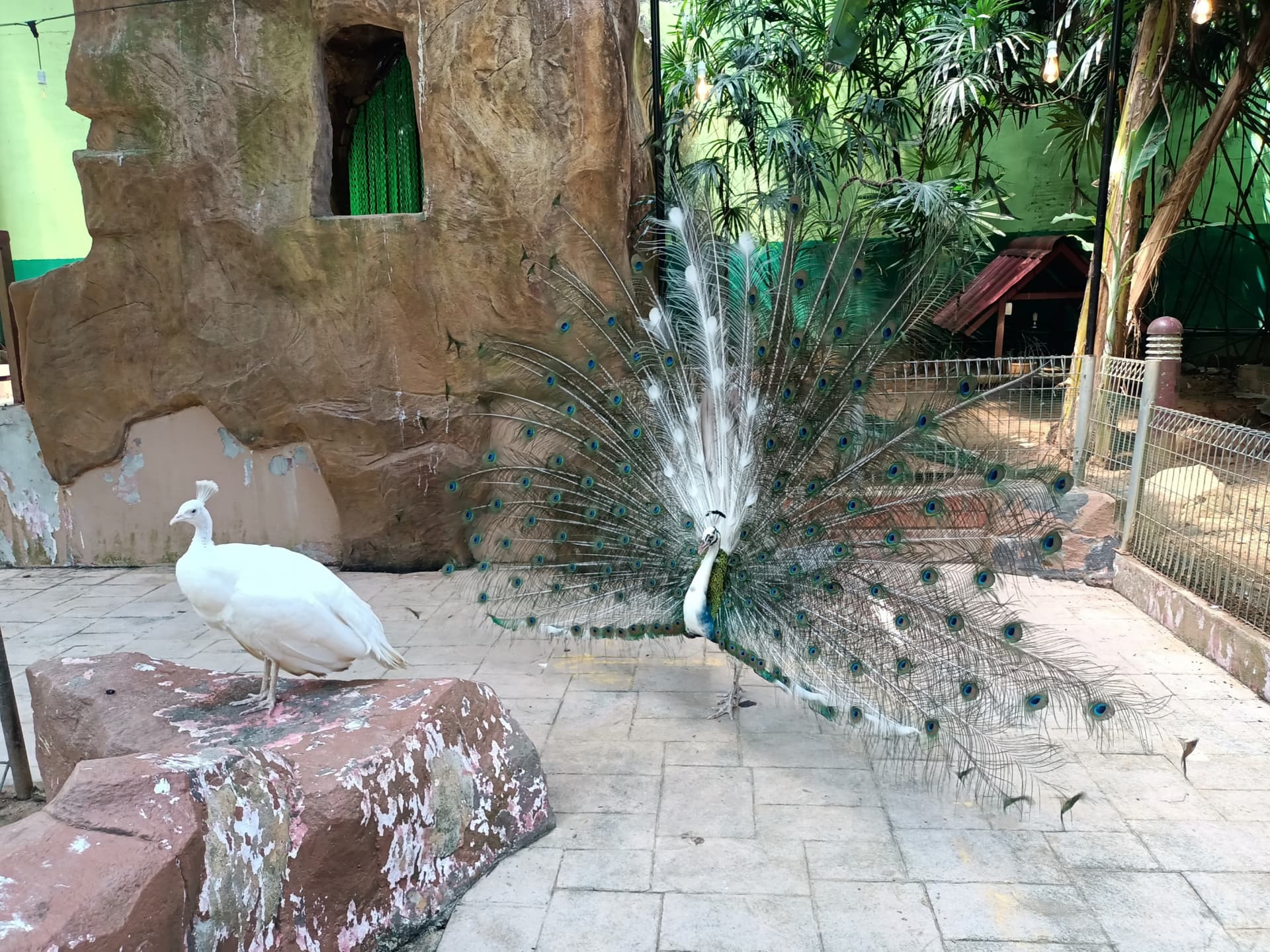 Langkawi Wildlife Park - image 3