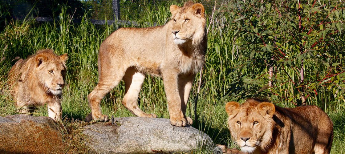 Melbourne Zoo Ticket - image 2
