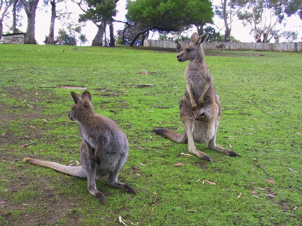 Richmond Village and Bonorong Wildlife Sanctuary Tour - image 8